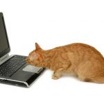 cat looking at laptop to find college coaches email addresses