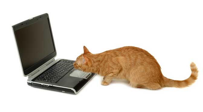 cat looking at laptop to find college coaches email addresses
