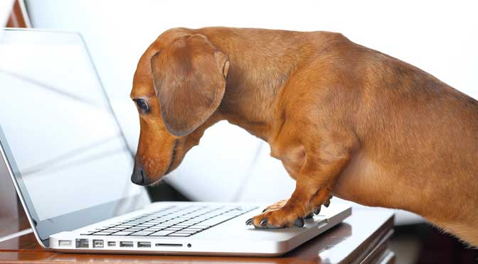 A brown dachshund stands on its hind legs and looks intently at the screen of an open laptop on a desk, perhaps analyzing the ivy league academic index.
