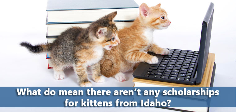 2 kittens trying to find the best scholarships on the computer