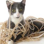 cat tangled in yarn representing college coaching changes in recruiting