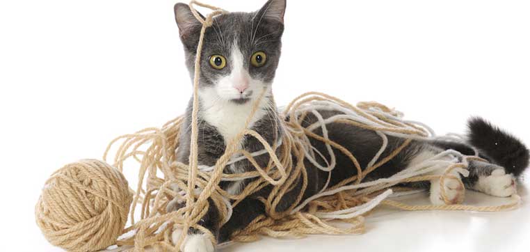 cat tangled in yarn representing college coaching changes in recruiting