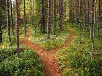 path spliting in woods representing baseball recruiting example